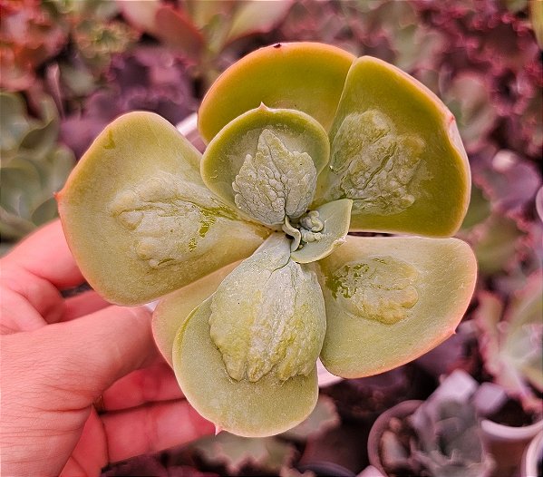 ECHEVERIA PAPAGENO POTE 11 matriz