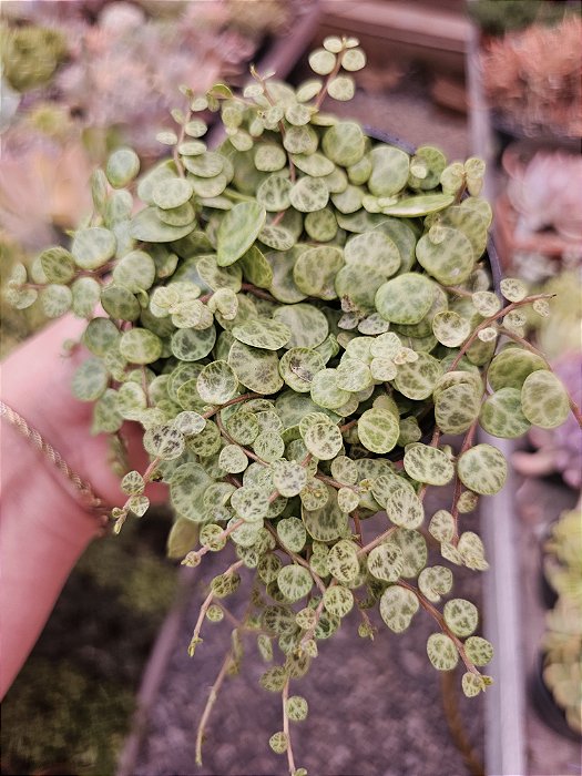 Peperonia casco de tartaruga