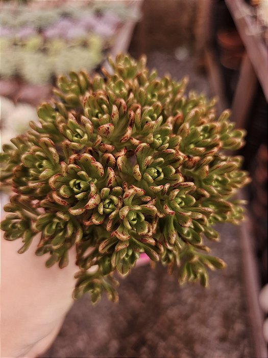AEONIUM SEDIFOLIUM