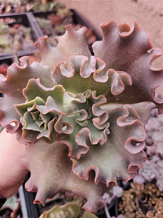 E. CORALLIUM POTE 11