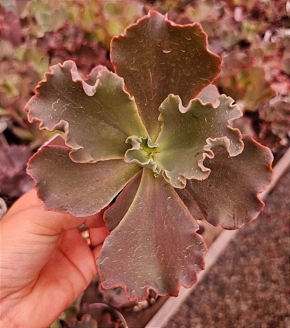 ECHEVERIA LUCY V. POTE 11