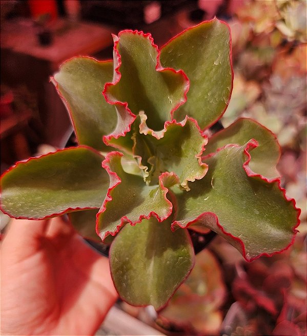 ECHEVERIA FISTS  LADY POTE 11