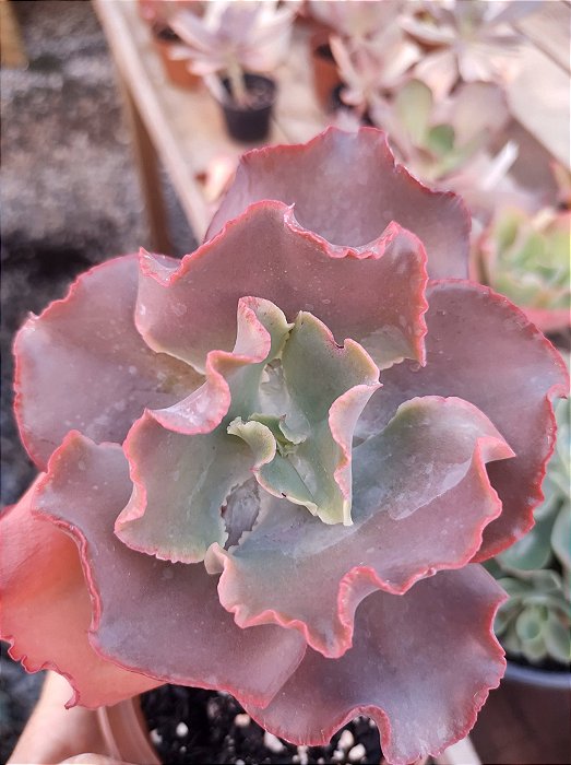ECHEVERIA EVERIN DREESS POTE 11