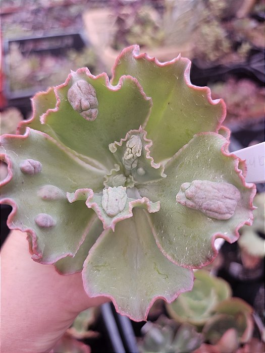 E. CHAMOUNIX POTE 11