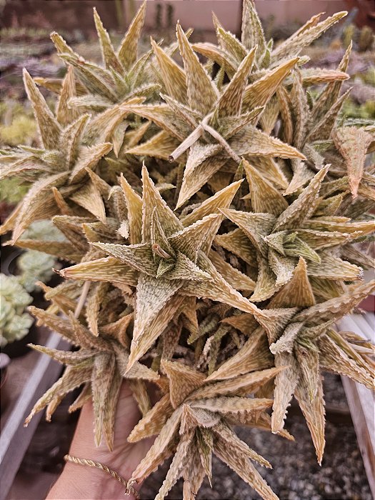 ALOE HIBRIDA VERDE COLONIA