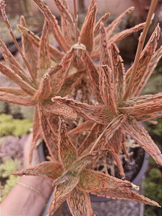 ALOE HIBRIDA LARANJA matriz