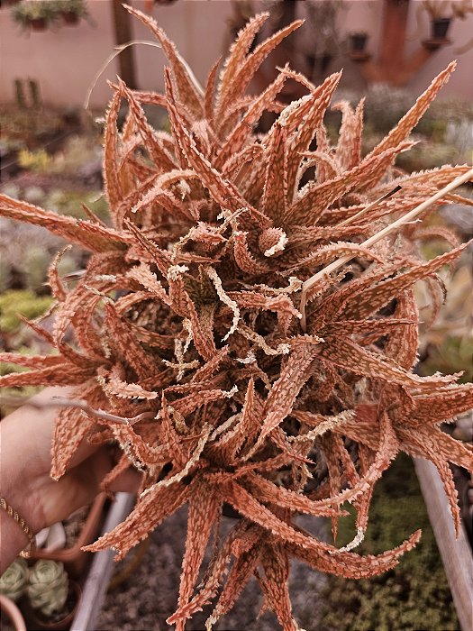 ALOE HIBRIDA LARANJA 2 CUIA 24