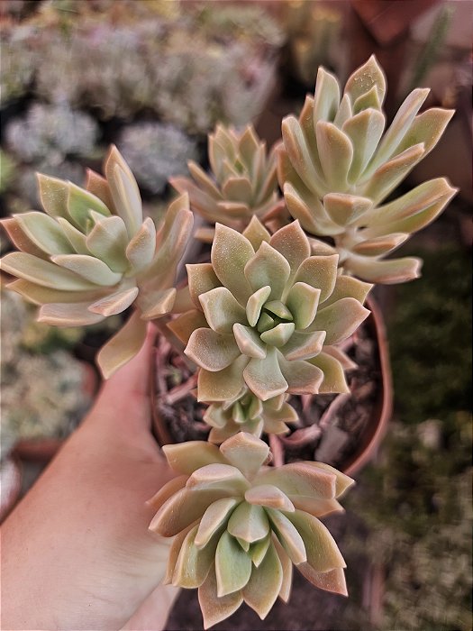 Híbrida Douglas Huth POTE 11