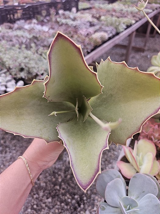 Kalanchoe sexcepala