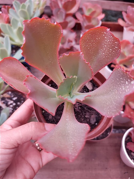 ECHEVERIA HIBRIDA SERROGRANDENSE POTE 11