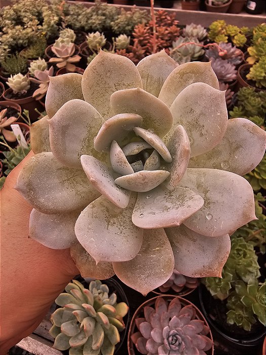 ECHEVERIA CALY ARGENTEA POTE 11