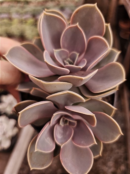 ECHEVERIA PERLE POTE 11