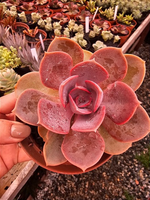 ECHEVERIA PERLE POTE 11