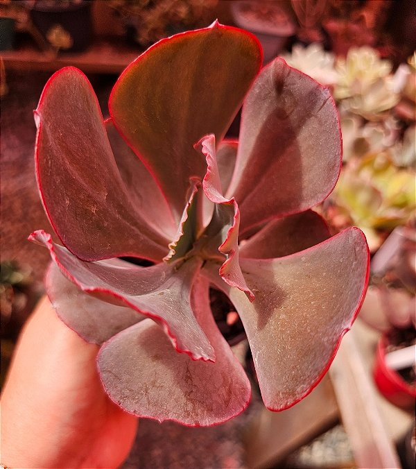 ECHEVERIA MAUNA BRASILEIRA POTE 11