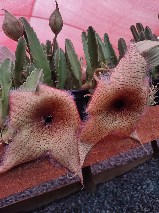 STAPELIA GIGANTEA AMARELA POTE 18