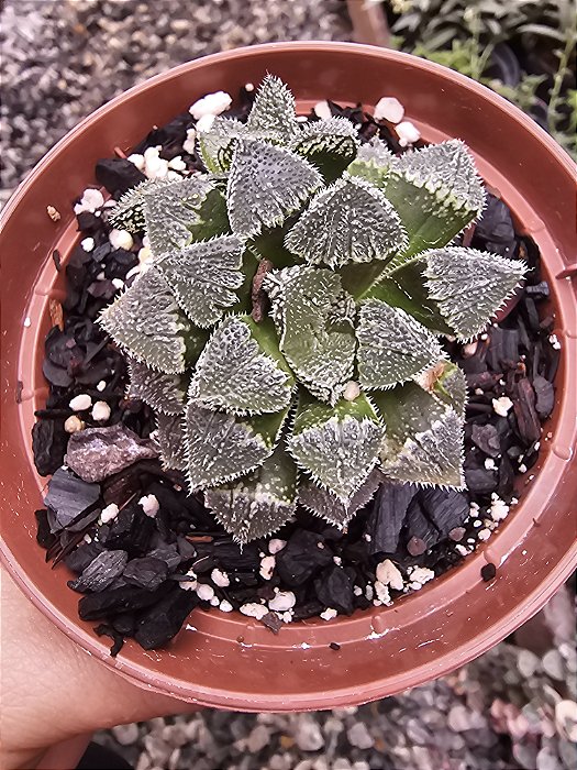 HAWORTHIA KORIZATO POTE 11