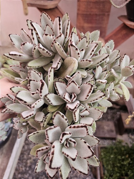 K. Orelha de gato pote 18