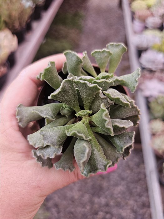 adromischus cristatus