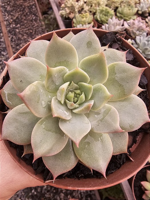 ECHEVERIA 1 POTE 11