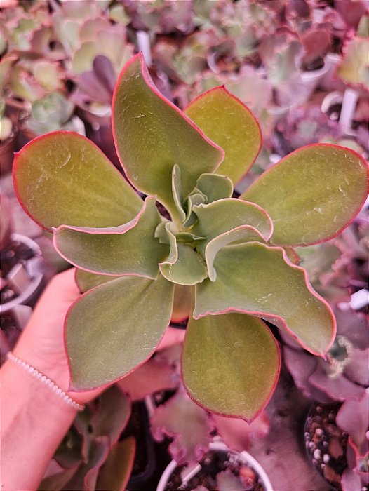 ECHEVERIA LEMON MOUSSE POTE 11