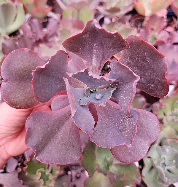 ECHEVERIA DAKOTA POTE 11