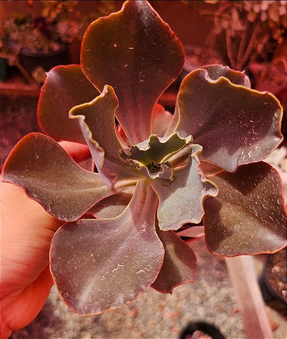 ECHEVERIA ZIHE IMPORTADA POTE 11