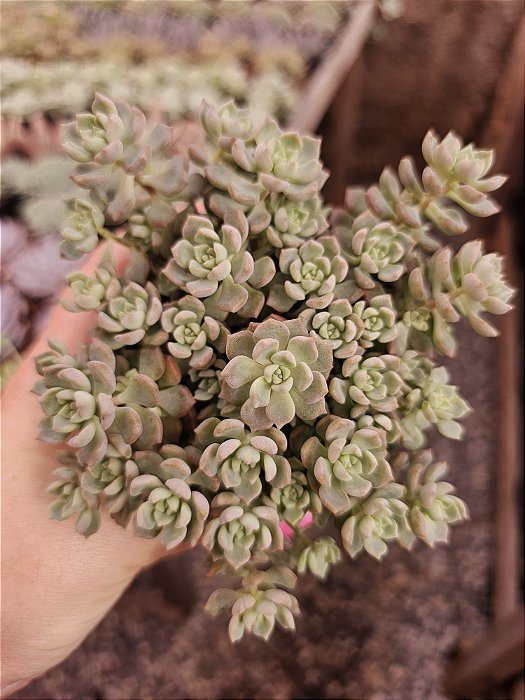 ECHEVERIA QUERENCIA POTE 11