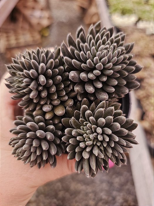 s. yunnanensis ( Ouriço)