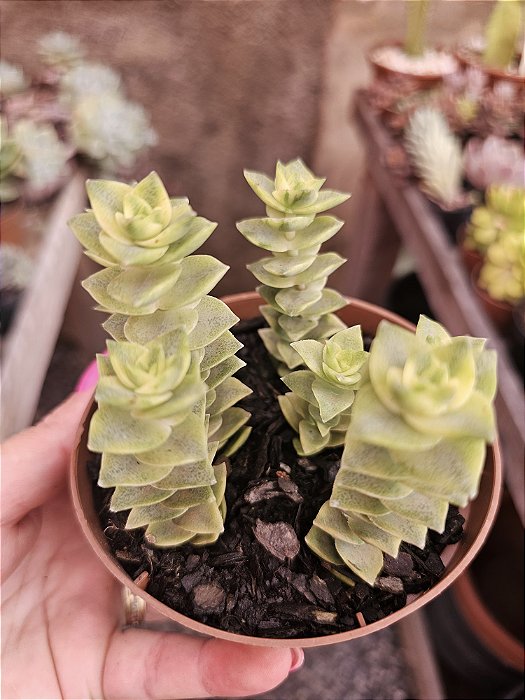 C. PERFORATA VARIEGATA POTE 12