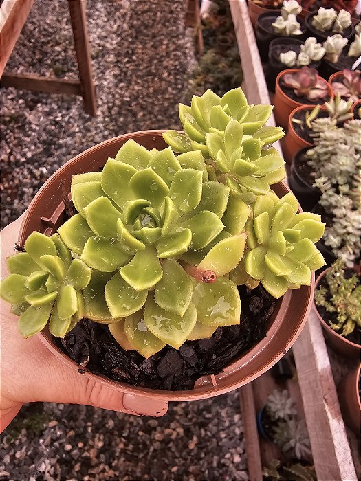 SEDEVERIA LETIZIA POTE 11