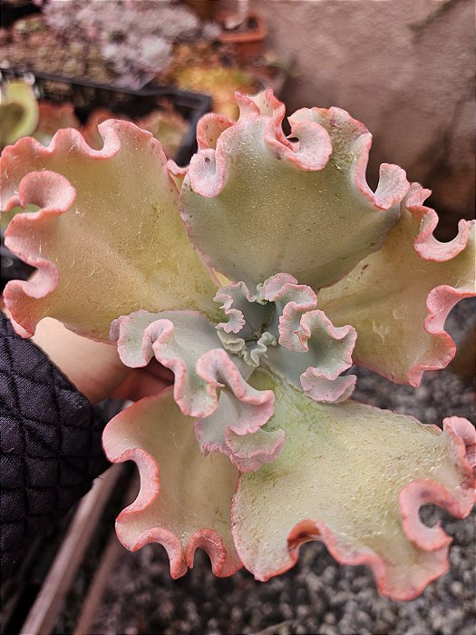 ECHEVERIA HIBRIDA PAINT FRILLS POTE 11
