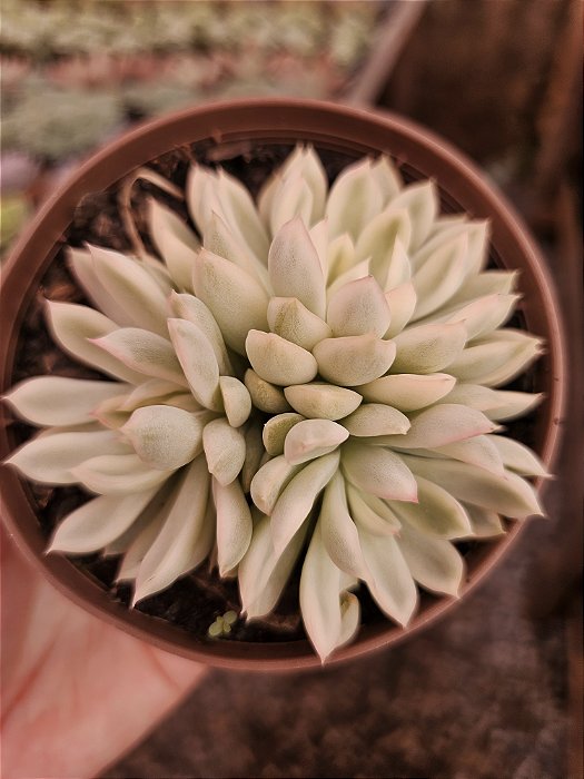 E. Scarlet variegata pote 11