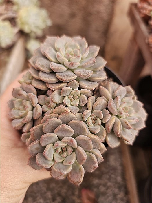 echeveria tinkerbell pote 11