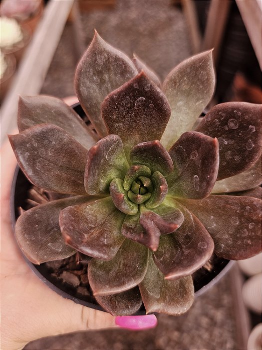 E. Hot chocolate pote 11