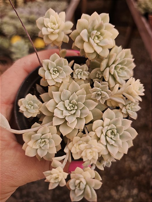 E. Prolífica variegata pote 11