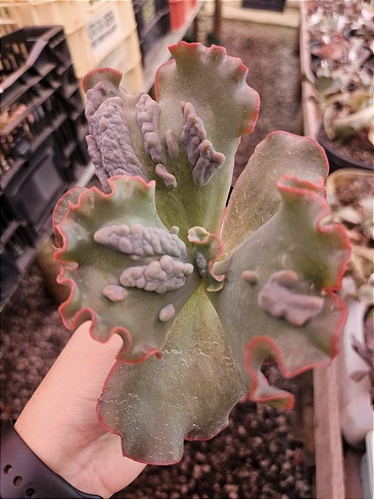 E. LEOPARD DRAGON pote 11