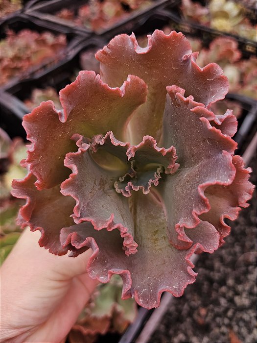 ECHEVERIA MAJOVE POTE 11