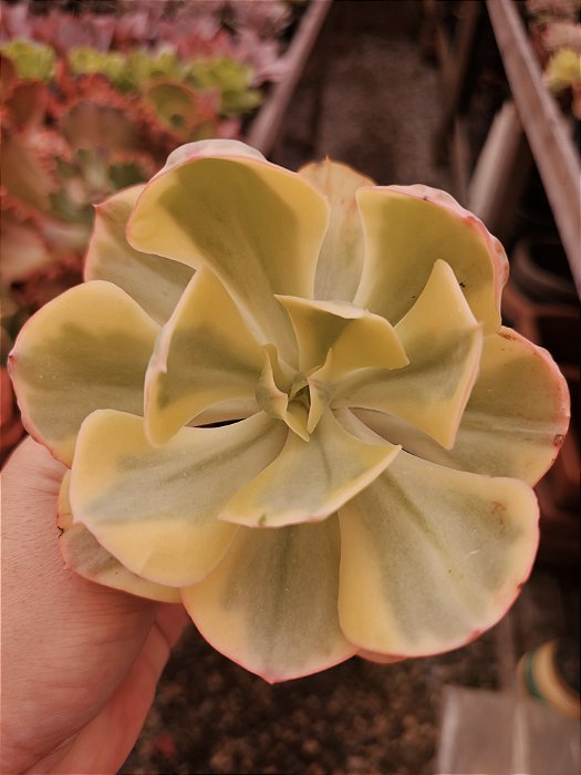 E. ENFANTE VARIEGATA