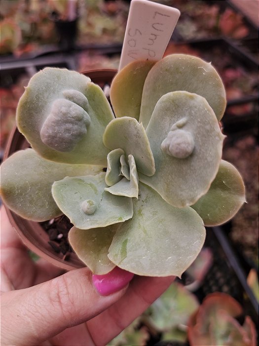 ECHEVERIA LUMP LOW POTE 11