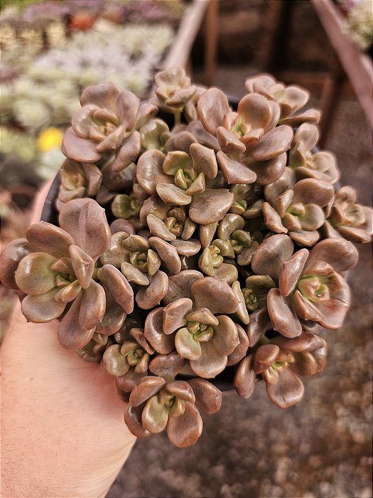 ADRIAN BABALOO COLONIA POTE 11