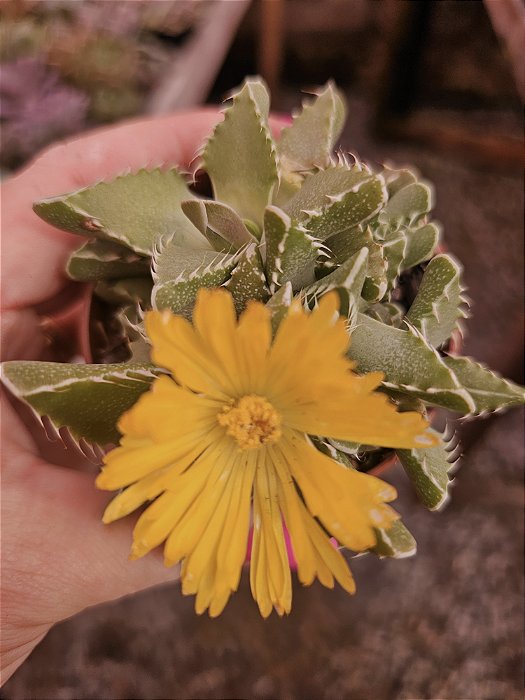 Falcaria tigrina pote 11