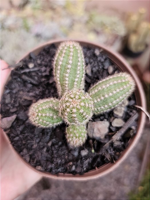 C. AMENDOIM FLOR AMARELA