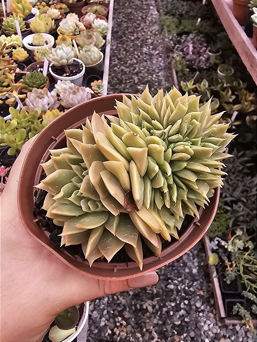 ECHEVERIA BROW ROSE CRISTATA POTE 11