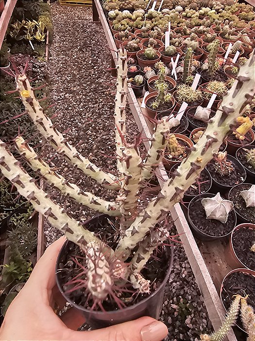 Euphorbia aeruginosa POTE 11