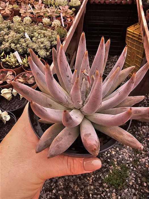 Echeveria unguiculata POTE 11