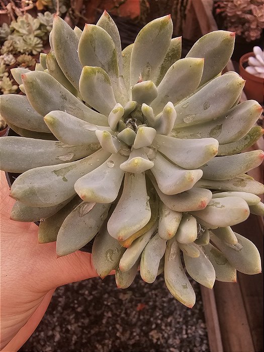 Sedeveria Blue Elf (Blue Apple) POTE 11