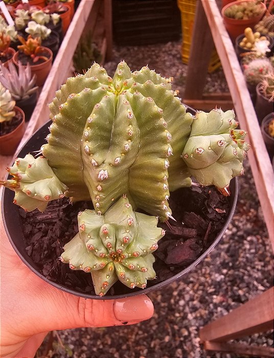 Euphorbia fruticosa var. inermis POTE 11