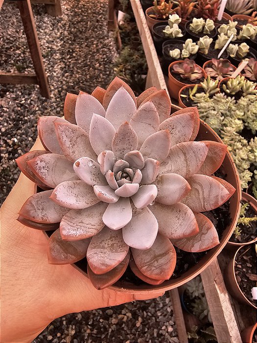 ECHEVERIA LULU POTE 11
