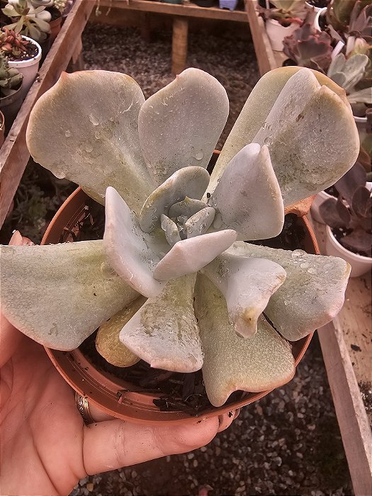 ECHEVERIA EXOTIC POTE 11