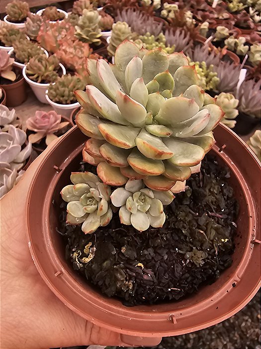 ECHEVERIA COLEIDE POTE 11